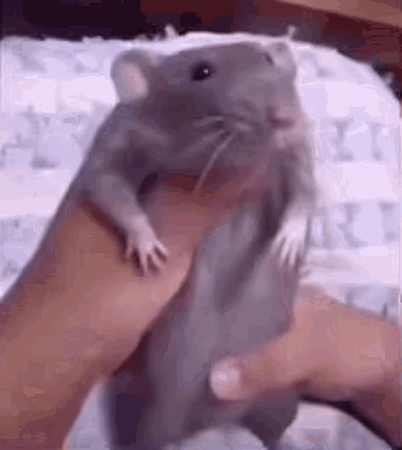 Dancing rat